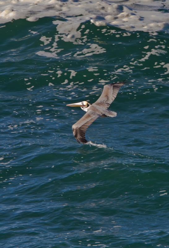 Brown Pelican In Flight